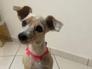 Cachorro raça SRD-ViraLata idade 6 ou mais anos nome Maia