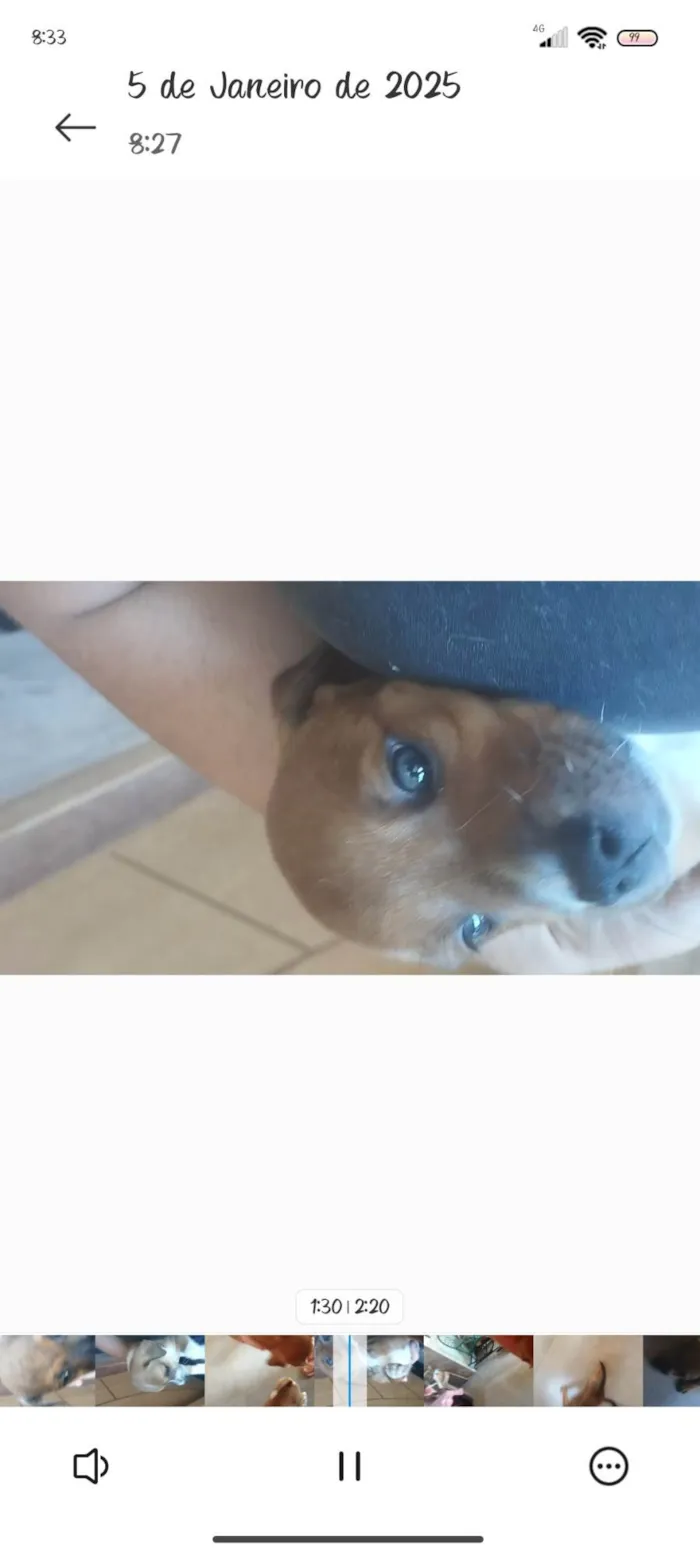 Cachorro ra a SRD-ViraLata idade 2 a 6 meses nome Duke