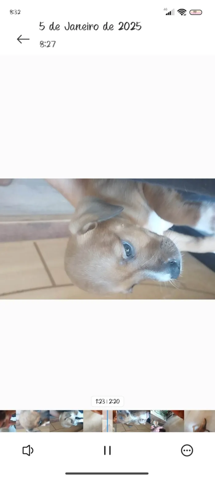 Cachorro ra a SRD-ViraLata idade 2 a 6 meses nome Duke