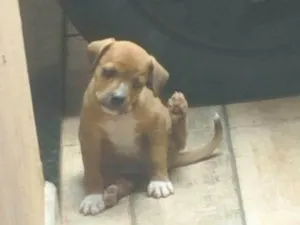 Cachorro raça SRD-ViraLata idade 2 a 6 meses nome Duke