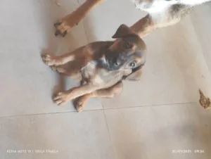 Cachorro raça SRD-ViraLata idade 2 a 6 meses nome Dudu