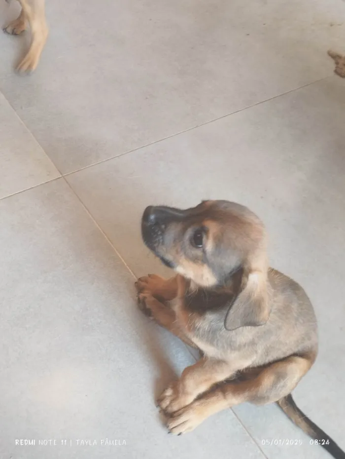 Cachorro ra a SRD-ViraLata idade 2 a 6 meses nome Dudu