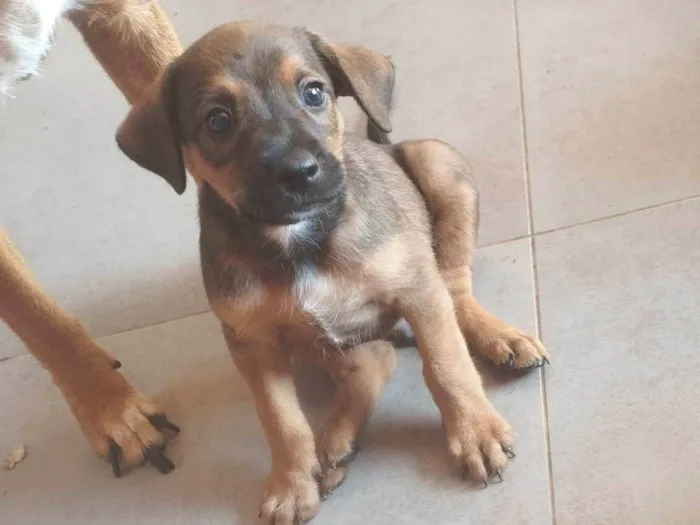 Cachorro ra a SRD-ViraLata idade 2 a 6 meses nome Dudu