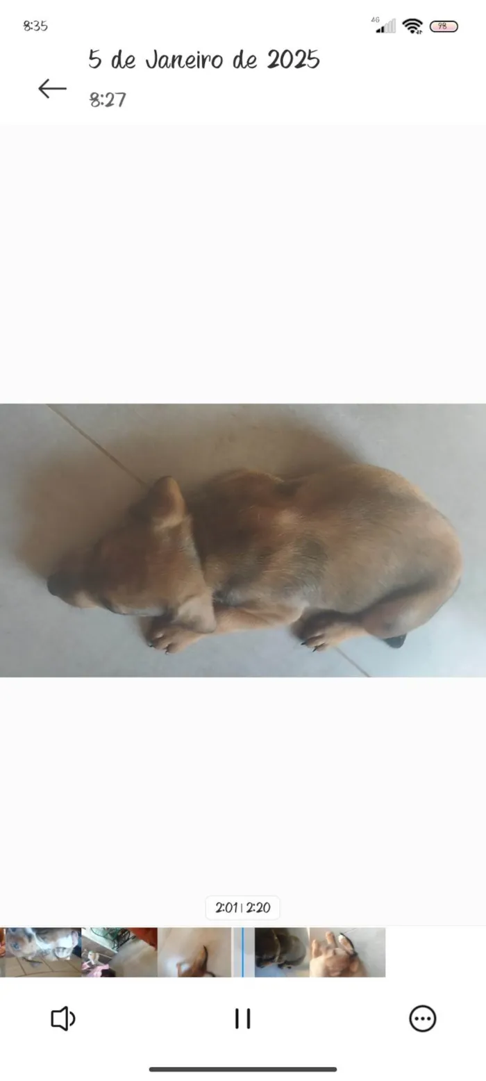 Cachorro ra a SRD-ViraLata idade 2 a 6 meses nome Simba