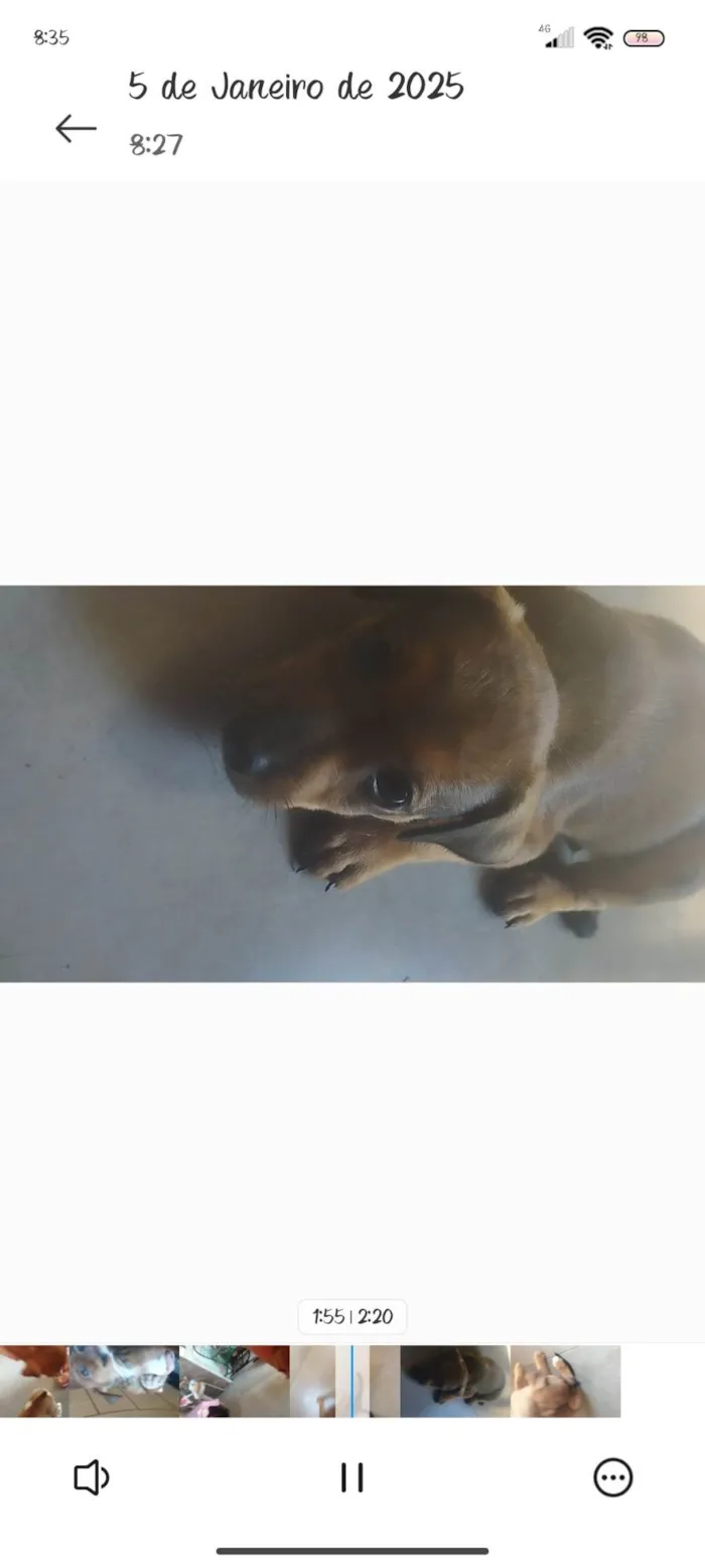 Cachorro ra a SRD-ViraLata idade 2 a 6 meses nome Simba