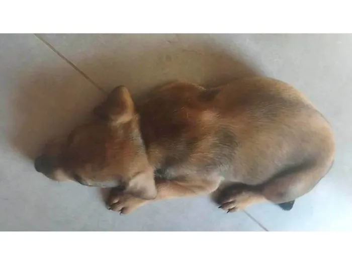 Cachorro ra a SRD-ViraLata idade 2 a 6 meses nome Simba