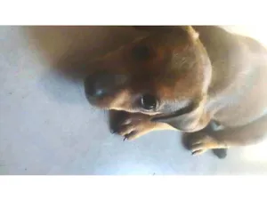 Cachorro raça SRD-ViraLata idade 2 a 6 meses nome Simba