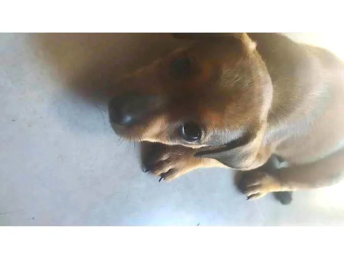 Cachorro ra a SRD-ViraLata idade 2 a 6 meses nome Simba