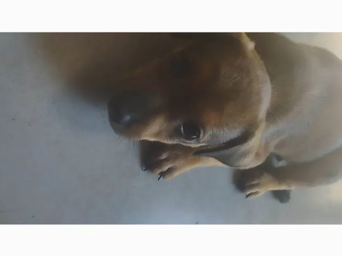 Cachorro ra a SRD-ViraLata idade 2 a 6 meses nome Simba