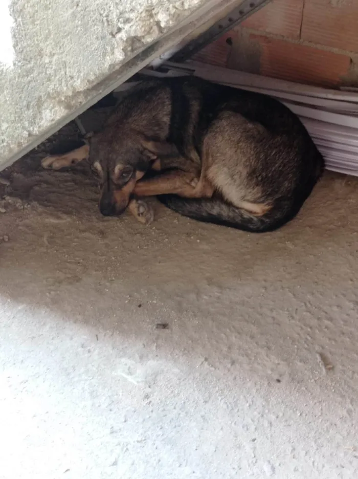 Cachorro ra a SRD-ViraLata idade 1 ano nome Ralf