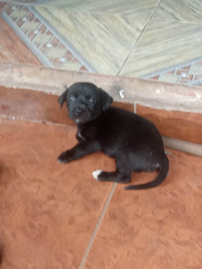 Cachorro ra a SRD-ViraLata idade Abaixo de 2 meses nome Sem nome 