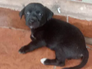 Cachorro raça SRD-ViraLata idade Abaixo de 2 meses nome Sem nome 