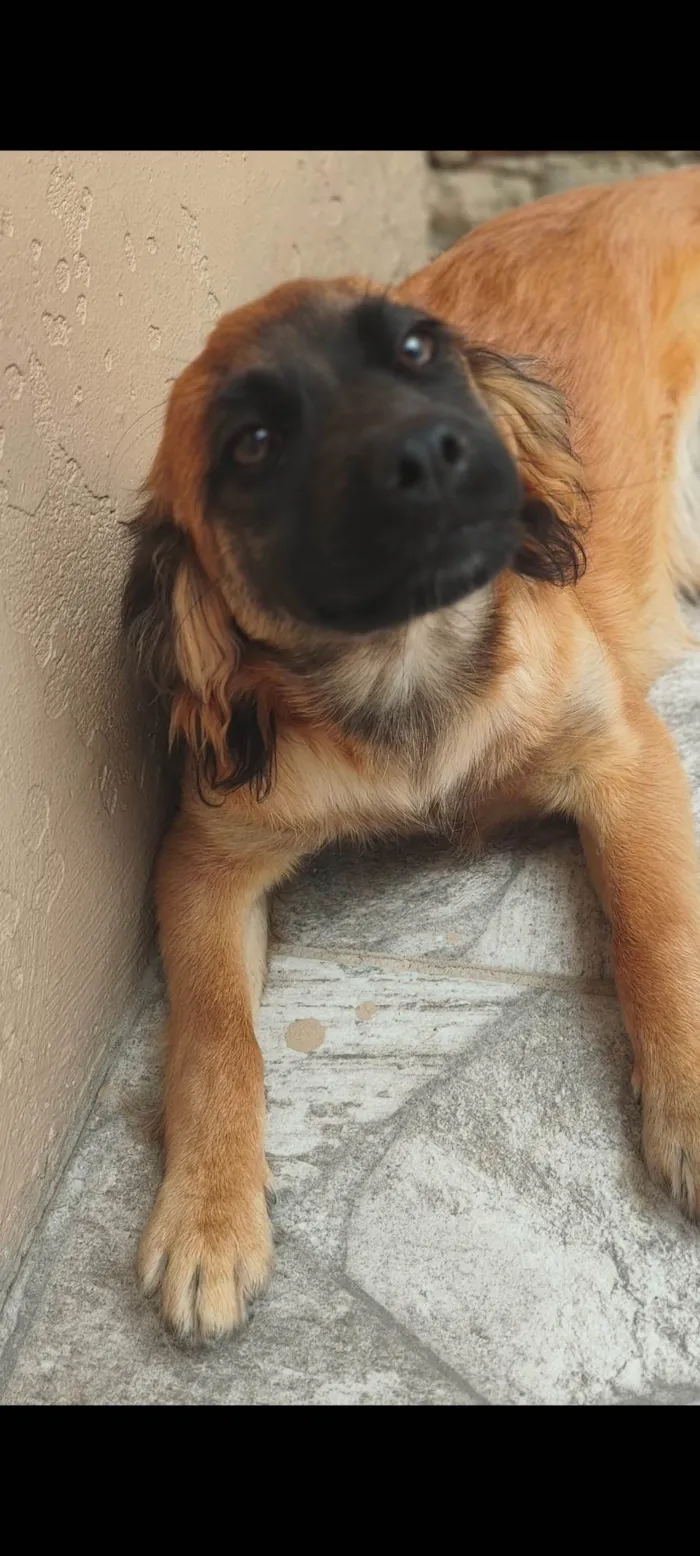 Cachorro ra a SRD-ViraLata idade 2 a 6 meses nome Lola