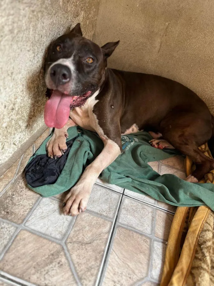 Cachorro ra a Pit-Bull idade 6 ou mais anos nome Zeus 