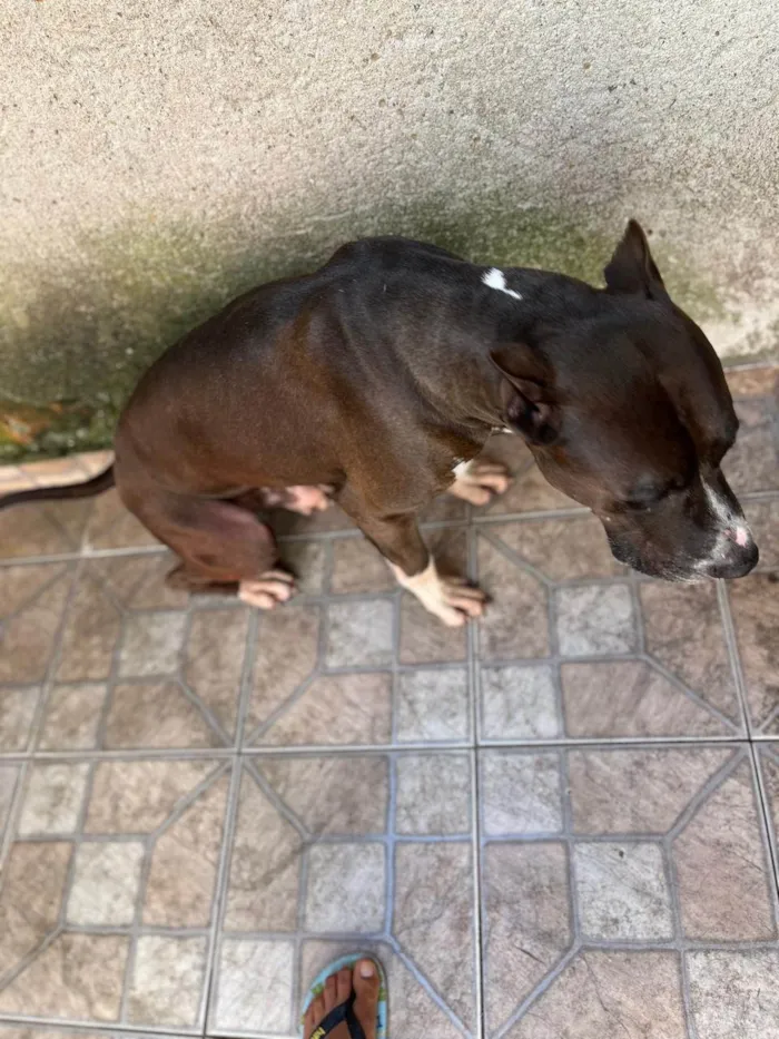 Cachorro ra a Pit-Bull idade 6 ou mais anos nome Zeus 