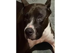 Cachorro raça Pit-Bull idade 6 ou mais anos nome Zeus 