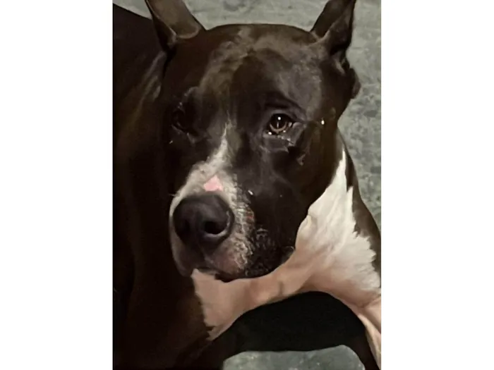 Cachorro ra a Pit-Bull idade 6 ou mais anos nome Zeus 