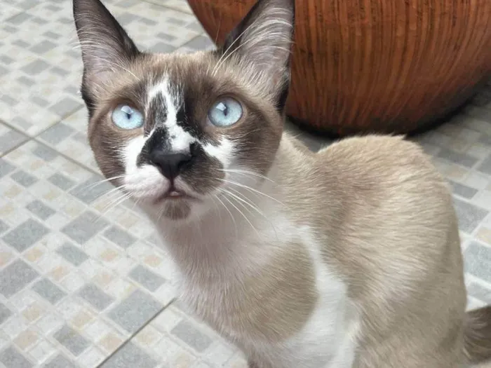 Gato ra a Siamês idade 7 a 11 meses nome Aisu