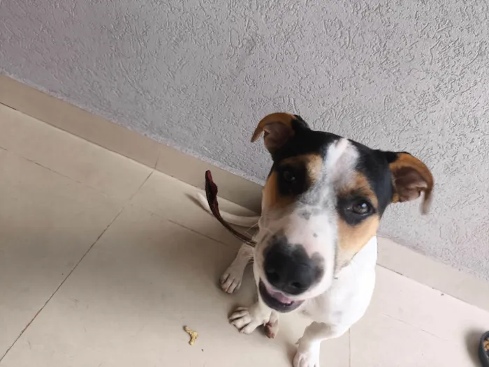 Cachorro ra a SRD-ViraLata idade 1 ano nome Não tem nome