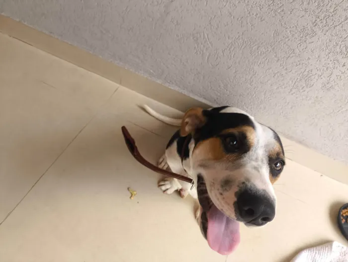 Cachorro ra a SRD-ViraLata idade 1 ano nome Não tem nome