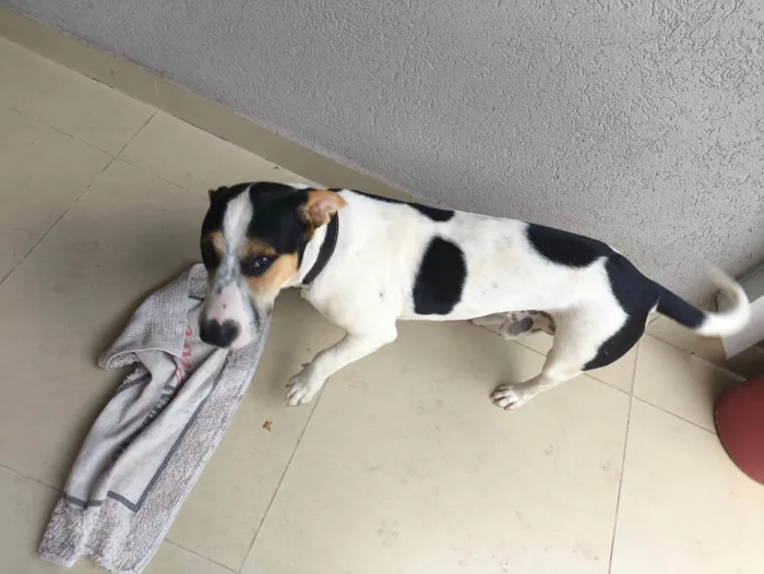 Cachorro ra a SRD-ViraLata idade 1 ano nome Não tem nome