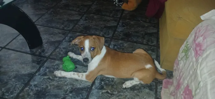 Cachorro ra a SRD-ViraLata idade 2 a 6 meses nome Maike