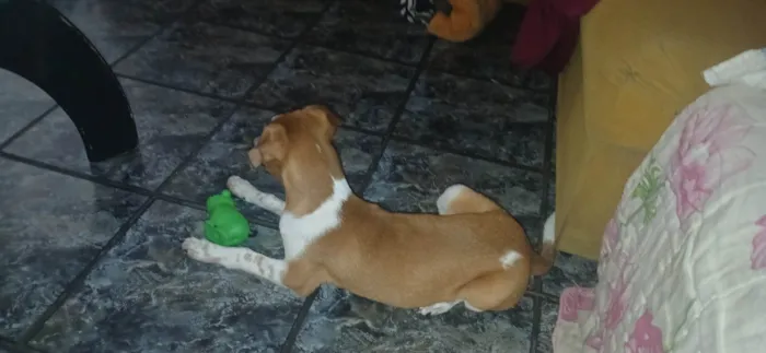 Cachorro ra a SRD-ViraLata idade 2 a 6 meses nome Maike