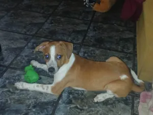 Cachorro raça SRD-ViraLata idade 2 a 6 meses nome Maike