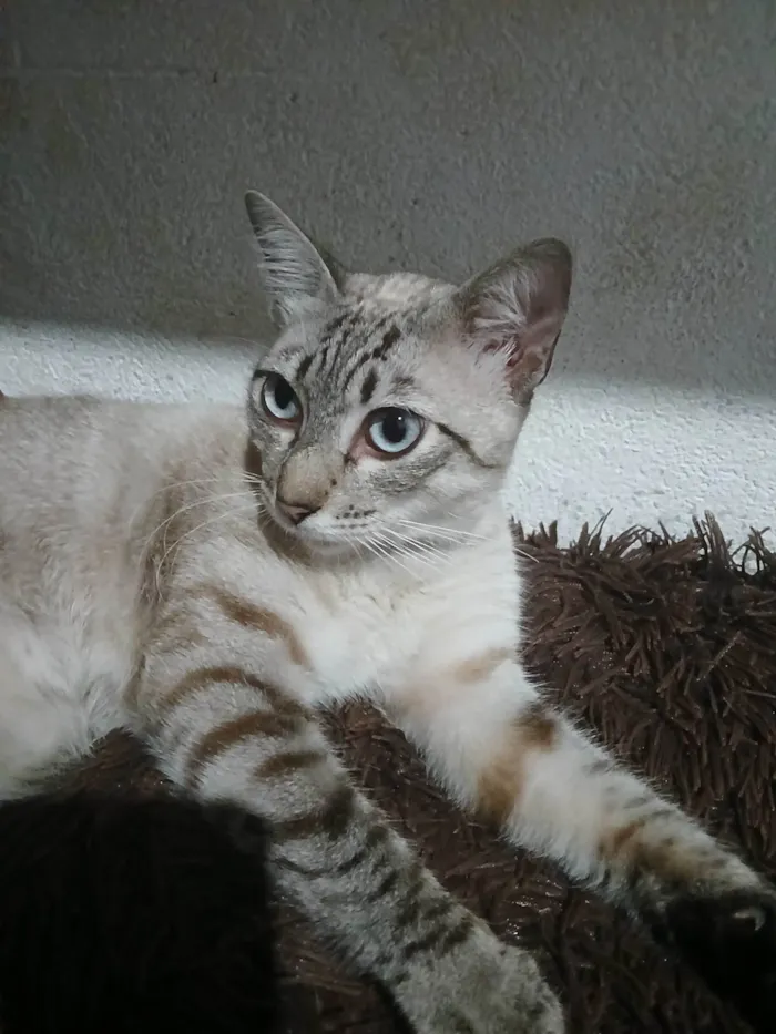 Gato ra a SRD-ViraLata idade 7 a 11 meses nome Naruto 