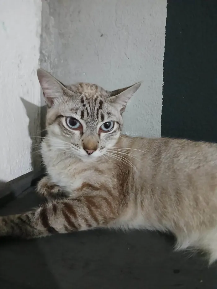 Gato ra a SRD-ViraLata idade 7 a 11 meses nome Naruto 