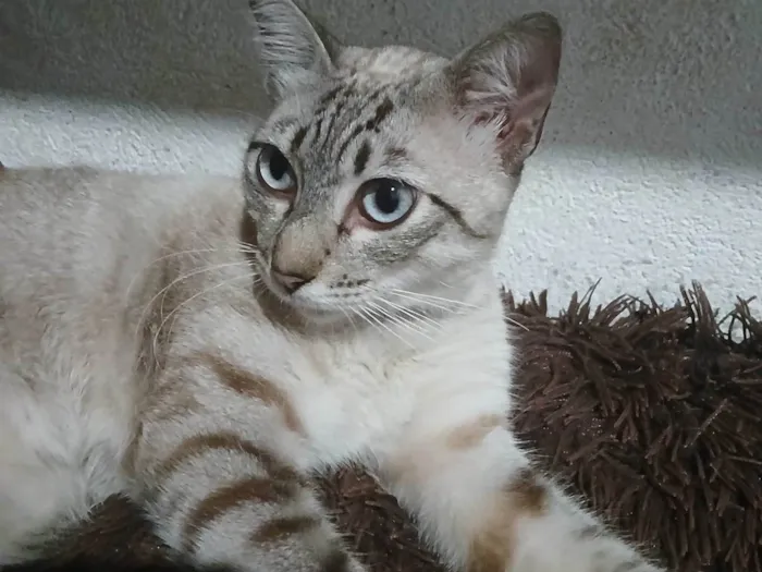 Gato ra a SRD-ViraLata idade 7 a 11 meses nome Naruto 