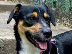 Cachorro raça SRD-ViraLata idade 2 anos nome Bolinha 