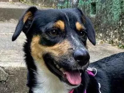 Cachorro ra a SRD-ViraLata idade 2 anos nome Bolinha 