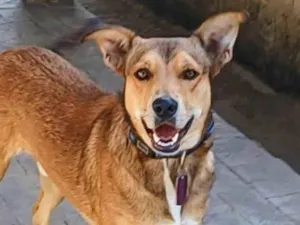 Cachorro raça SRD-ViraLata idade 4 anos nome Marley 