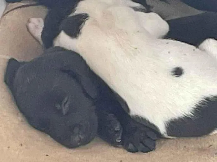 Cachorro ra a SRD-ViraLata idade Abaixo de 2 meses nome Não possui