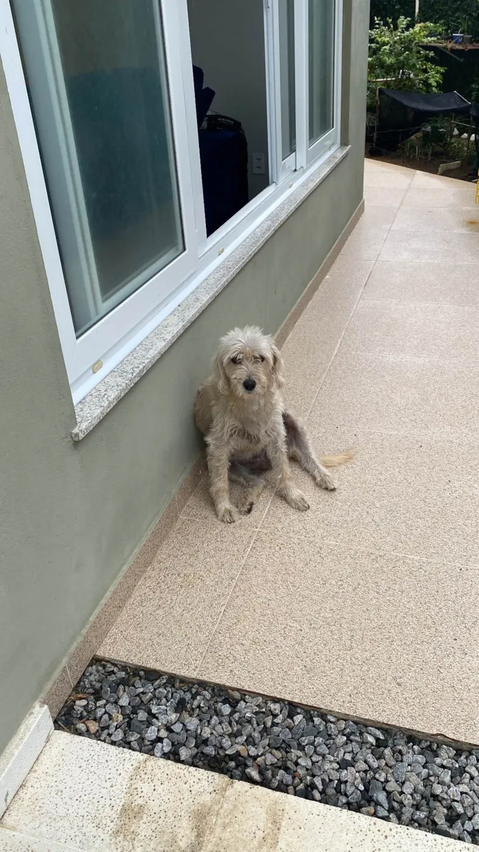 Cachorro ra a SRD-ViraLata idade 6 ou mais anos nome MARRY