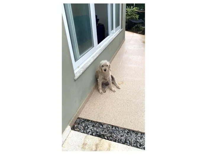 Cachorro ra a SRD-ViraLata idade 6 ou mais anos nome MARRY