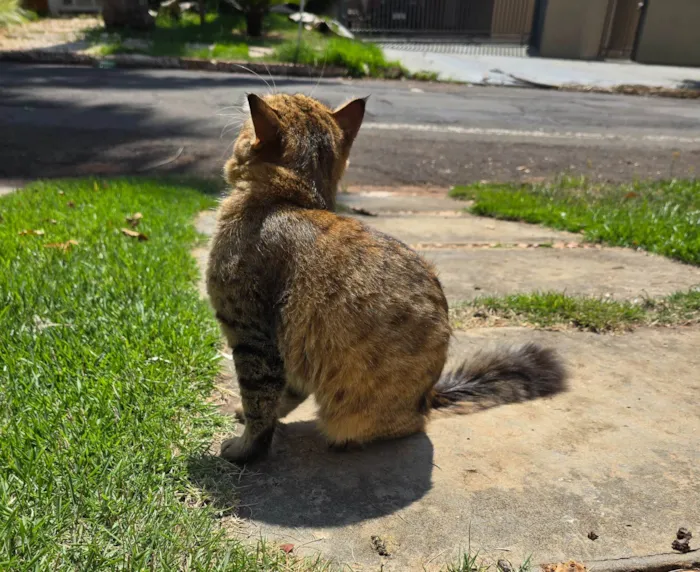 Gato ra a Exótico idade 7 a 11 meses nome Simba