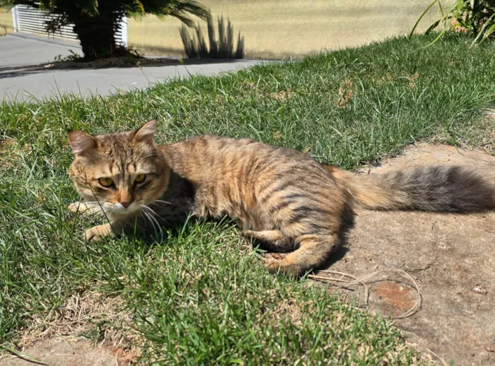 Gato ra a Exótico idade 7 a 11 meses nome Simba