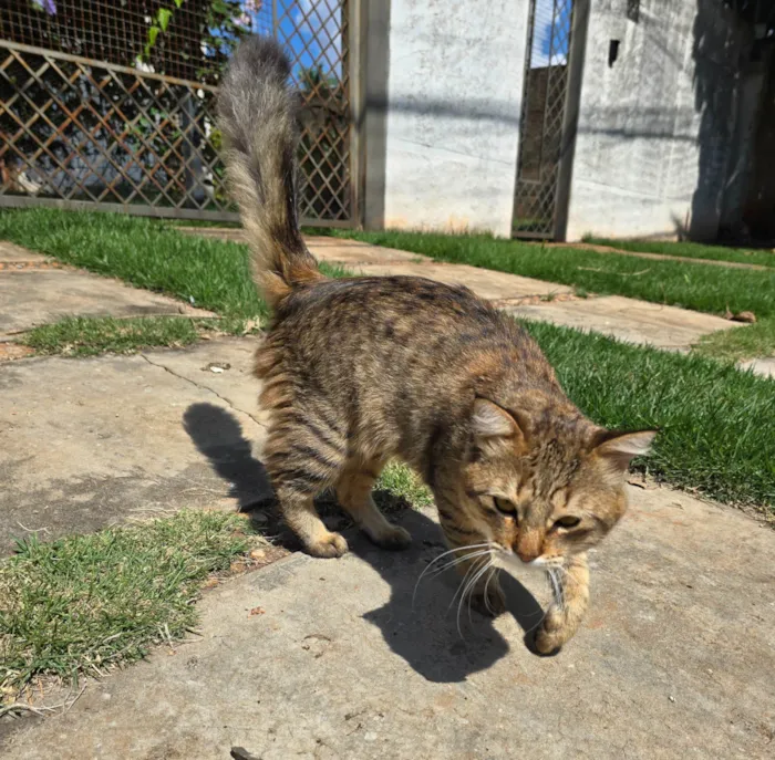 Gato ra a Exótico idade 7 a 11 meses nome Simba