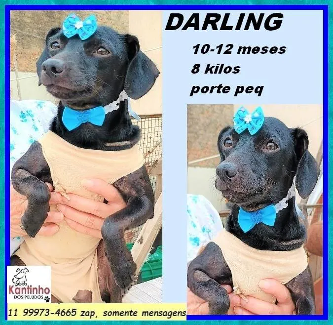 Cachorro ra a SRD-ViraLata idade 7 a 11 meses nome Darling