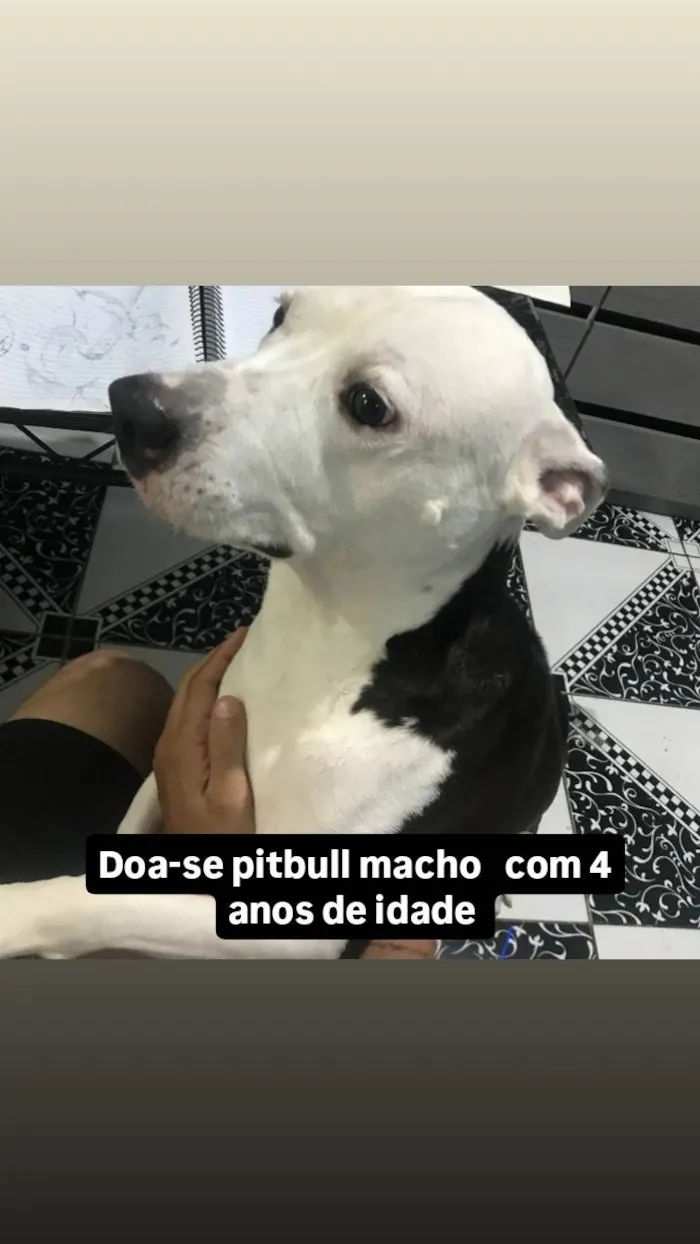 Cachorro ra a Pit-Bull idade 4 anos nome Thor 