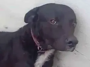 Cachorro raça SRD-ViraLata idade 7 a 11 meses nome Bob