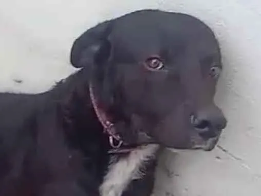 Cachorro ra a SRD-ViraLata idade 7 a 11 meses nome Bob