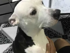 Cachorro raça Pit-Bull idade 4 anos nome Thor 