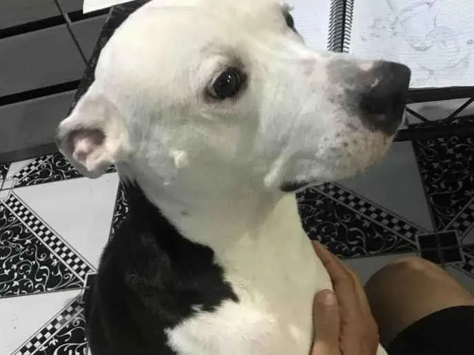 Cachorro ra a Pit-Bull idade 4 anos nome Thor 