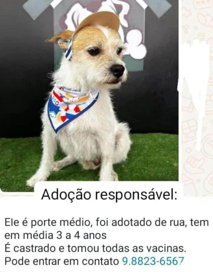 Cachorro ra a SRD-ViraLata idade 3 anos nome MATUSALEM DA SILVA FILHO