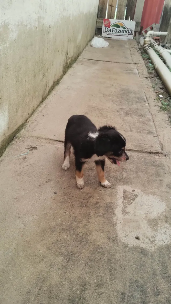 Cachorro ra a SRD-ViraLata idade 2 a 6 meses nome Polly