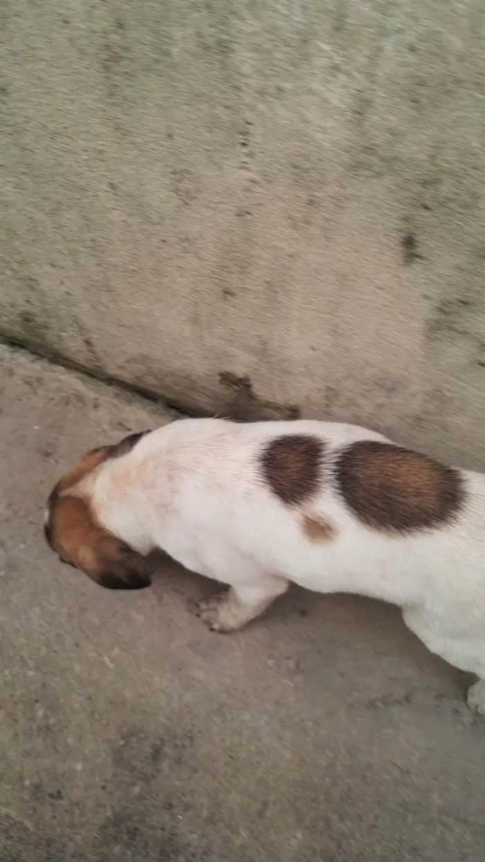 Cachorro ra a SRD-ViraLata idade 2 a 6 meses nome Lizie