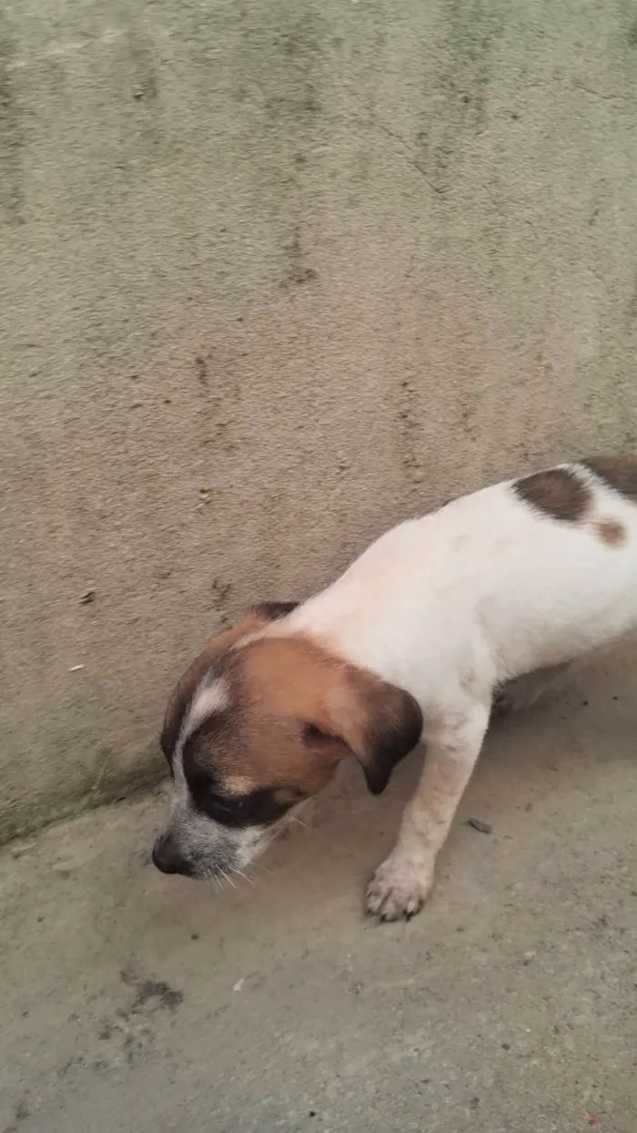 Cachorro ra a SRD-ViraLata idade 2 a 6 meses nome Lizie